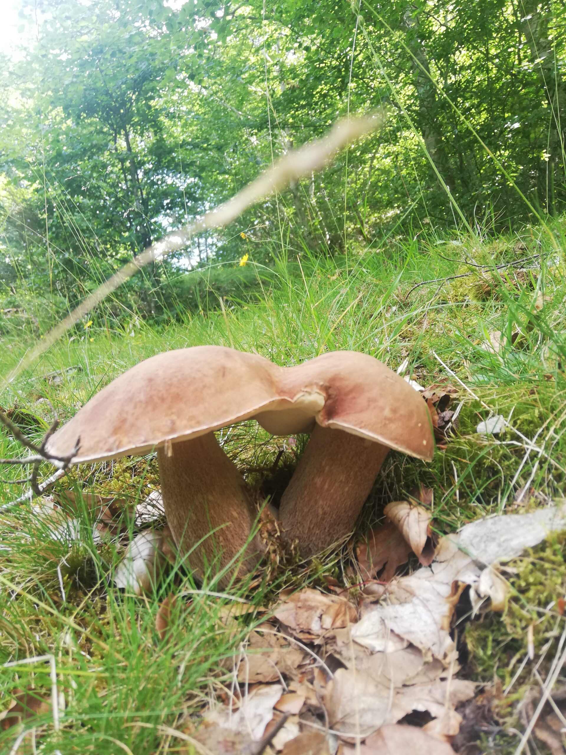 Champignons CEPES